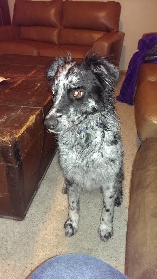 Oreo