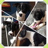 Nibbler