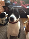Nibbler