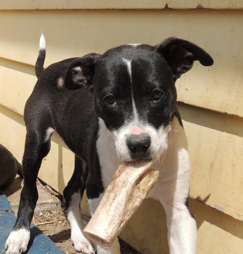 Nibbler