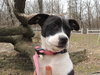 Nibbler