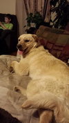 Daphne