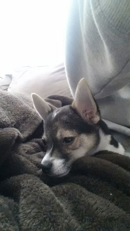 Alvin