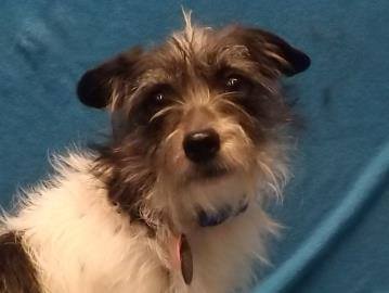 Louie