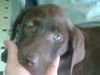 Maddox