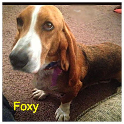 Foxie