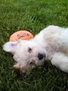 Peanut