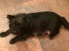 Peanut