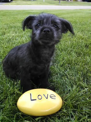 Schnauzee