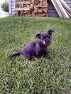 Schnauzee