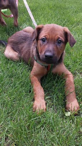 Scooby