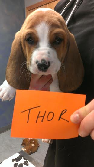 Thor