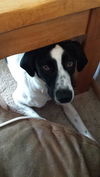 Jack