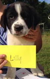 Lilly
