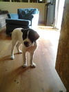 Lilly