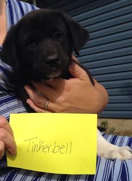 Tinkerbell