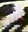 Kong