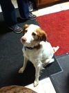 Tootsie