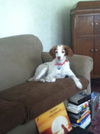 Tootsie