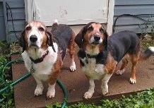 Daisy/Duke