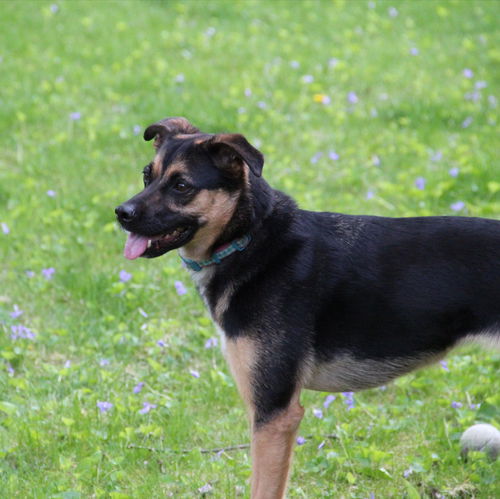 Talula