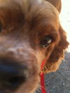 Taffy
