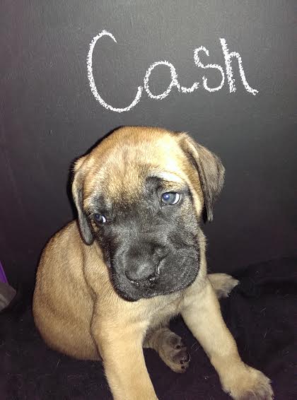 Cash*Adoption pending