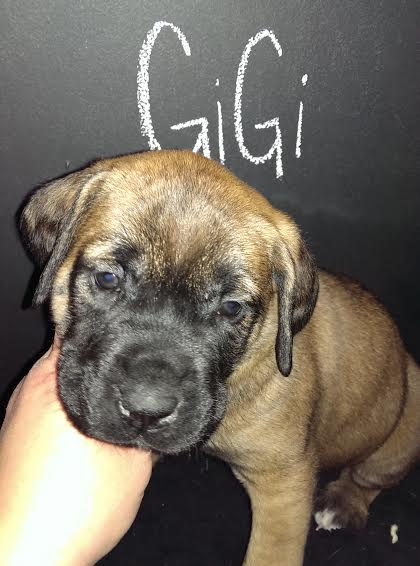 Gigi