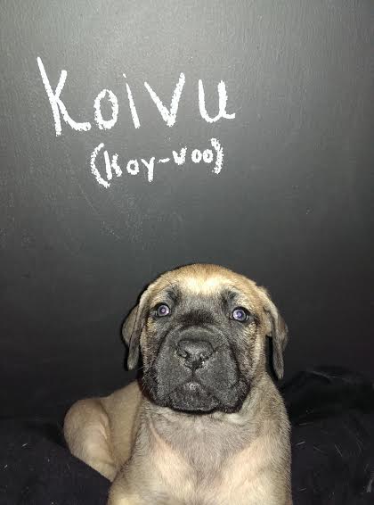 Koivu