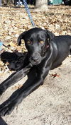 Charley