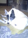 Zorro