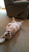 Abby