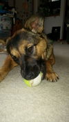 Lola