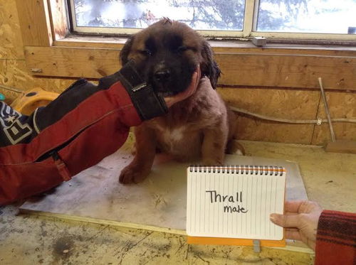 Thrall