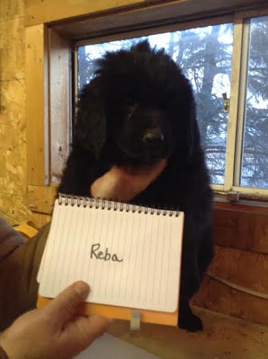 Reba