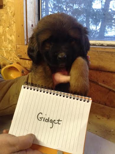Gidget