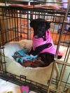 Trixie