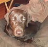 Remington