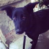Sashi