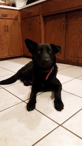 Pepper