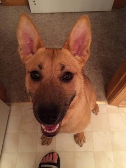 Hazel