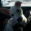 Kimba