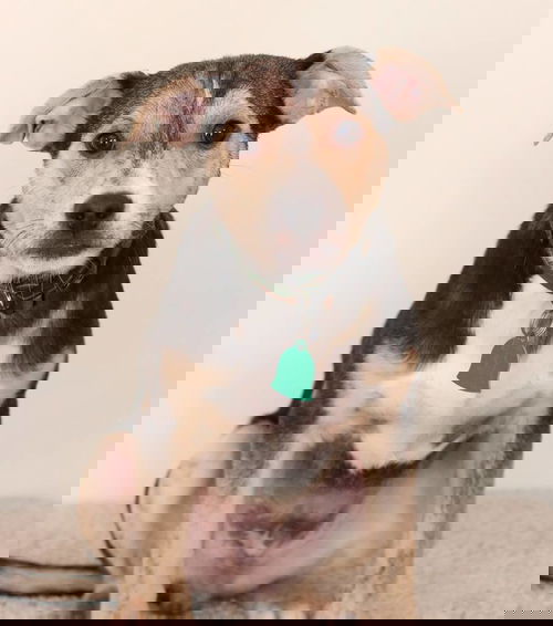 Camo