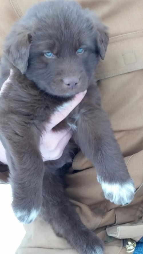 Koda
