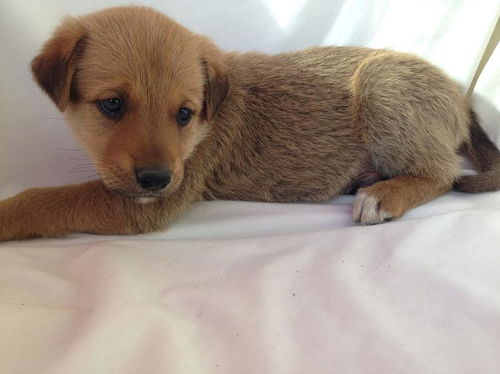 Hiccup