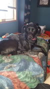 Lily