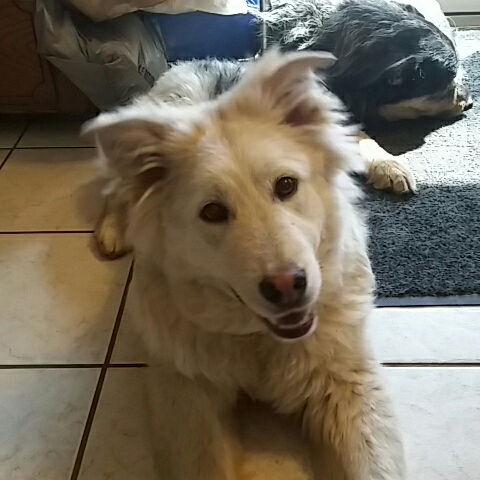 Koda