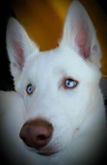 Loki