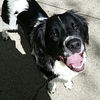 Rex
