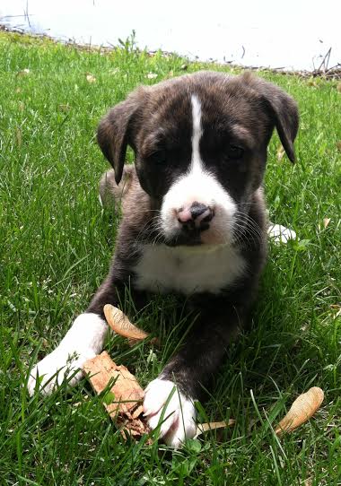 Charlie (pup)
